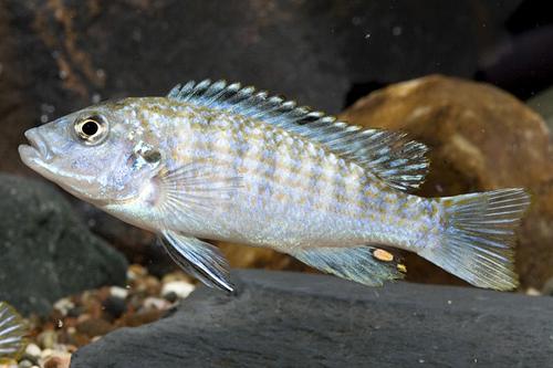 picture of Exasperatus Cichlid Sml                                                                              Melanochromis joanjohnsonae