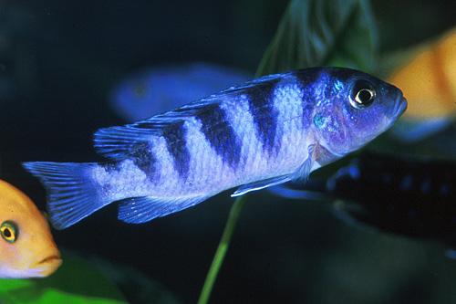 picture of Kenyi Maylandia Lombardoi Cichlid M/S                                                                Maylandia lombardoi