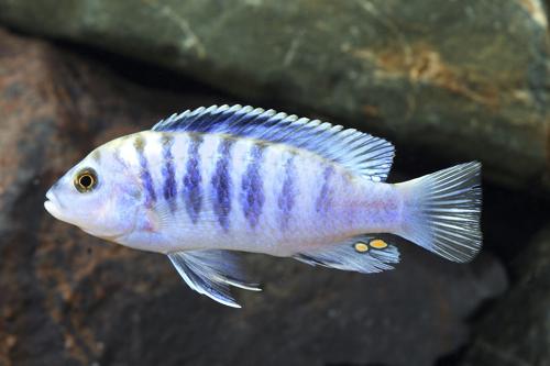 picture of Labidochromis Chisumulae Cichlid Reg                                                                 Labidochromis chisumulae