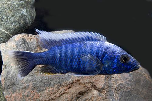 picture of Electric Blue Ahli Cichlid Male Xlg                                                                  Sciaenochromis ahli