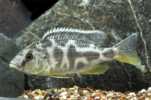 picture of Venustus Cichlid Sml                                                                                 Nimbochromis venustus