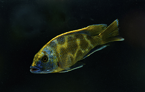 picture of Venustus Cichlid Lrg                                                                                 Nimbochromis venustus