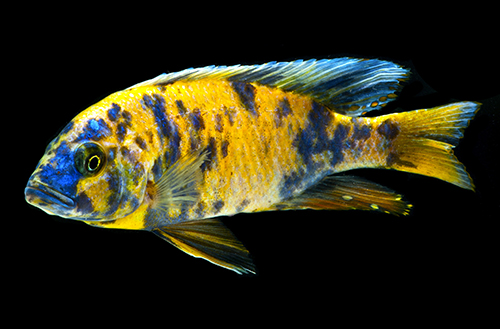 picture of Orange Blotched Peacock Cichlid Med                                                                  Aulonocora sp. 'OB'