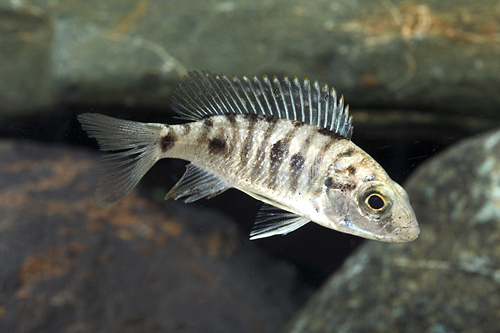 picture of Otopharynx Lithobates Cichlid Med                                                                    Otopharynx lithobates