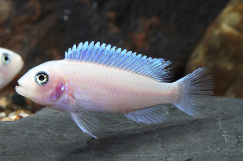 picture of Pearl White Zebra Cichlid Reg                                                                        Maylandia callainos