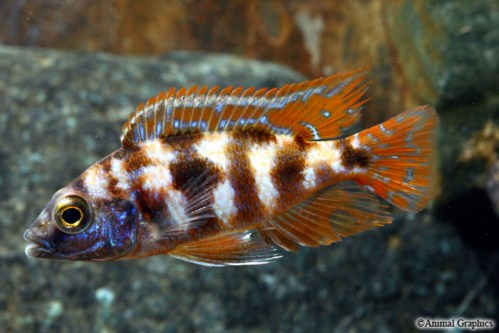 picture of VC-10 Placidochromis Milomo Cichlid Reg                                                              Placidochromis milomo 'VC-10'