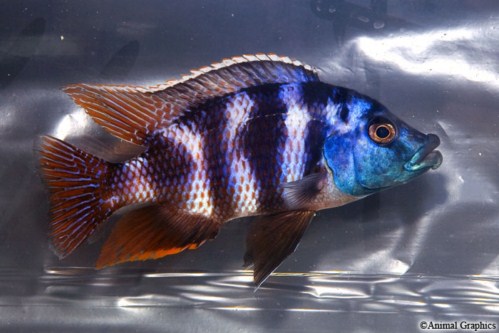 picture of VC-10 Placidochromis Milomo Cichlid Xlg                                                              Placidochromis milomo 'VC-10'