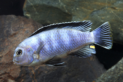 picture of Pseudotropheus Saulosi Cichlid Reg                                                                   Pseudotropheus saulosi