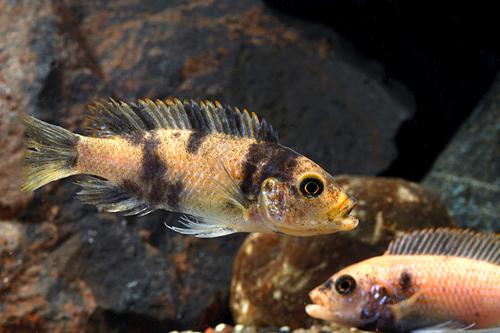 picture of Red Blotch Zebra Cichlid Sml                                                                         Maylandia zebra