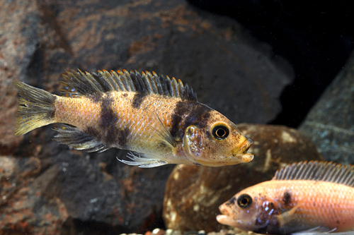 picture of Red Blotch Zebra Cichlid Reg                                                                         Maylandia zebra