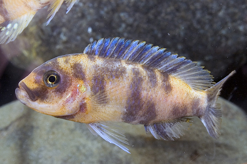 picture of Red Blotch Zebra Cichlid Med                                                                         Maylandia zebra