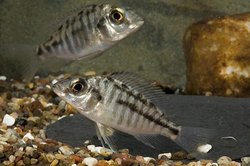 picture of Red Empress Cichlid Sml                                                                              Protomelas taeniolatus