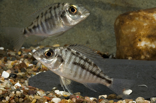 picture of Red Empress Cichlid Reg                                                                              Protomelas taeniolatus