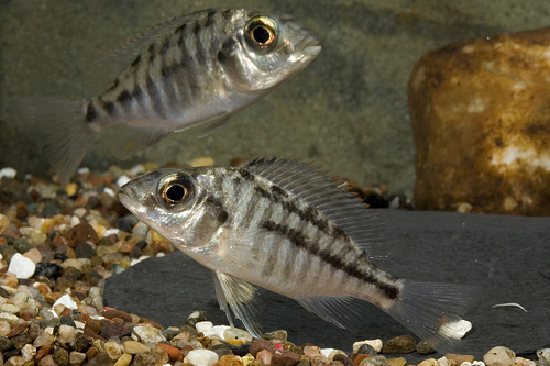 picture of Red Empress Cichlid Med                                                                              Protomelas taeniolatus