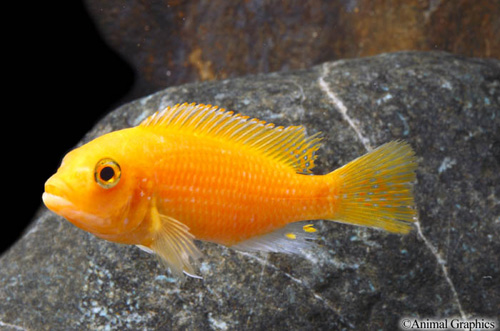 picture of Red Zebra Cichlid Reg                                                                                Maylandia zebra 'Red'