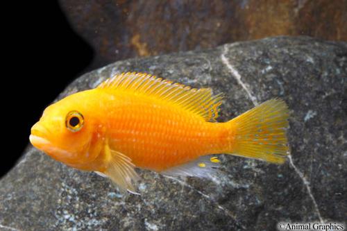 picture of Red Zebra Cichlid Lrg                                                                                Maylandia zebra 'Red'