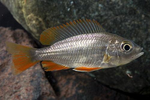 picture of Redfin Copadichromis Borleyi Cichlid Sml                                                             Copadichromis borleyi