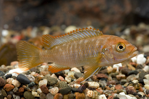 picture of Rusty Cichlid Sml                                                                                    Iodotropheus sprengerae