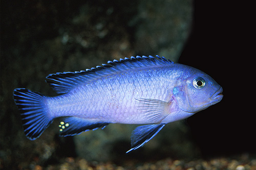 picture of Socolofi Cichlid Sml                                                                                 Pseudotropheus socolofi