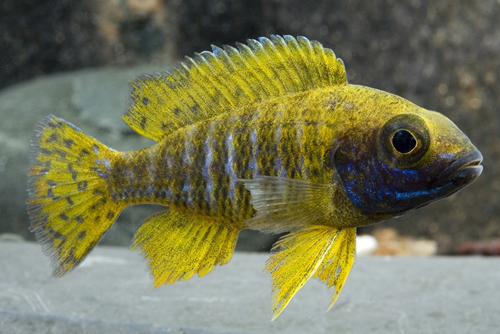 picture of Sunshine Peacock Cichlid Med                                                                         Aulonocara stuartgranti 'Sunshine'