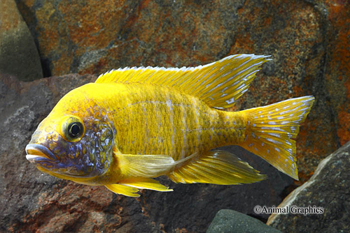 picture of Sunshine Peacock Cichlid Lrg                                                                         Aulonocara stuartgranti 'Sunshine'