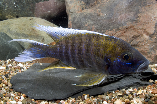 picture of Swallowtail Peacock Cichlid Reg                                                                      Aulonocara carolli