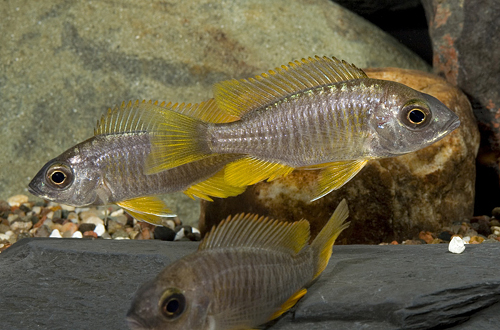 picture of Yellowfin Copadichromis Borleyi Cichlid Reg                                                          Copadichromis borleyi 'Yellowfin'