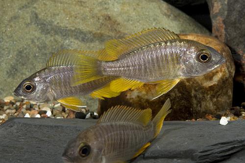 picture of Yellowfin Copadichromis Borleyi Cichlid Lrg                                                          Copadichromis borleyi 'Yellowfin'