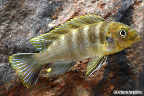 picture of Yellow/Black Mara Rocks Cynotilapia Afra Cichlid Reg                                                 Cynotilapia afra var. Mara Rocks