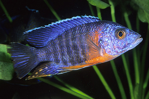 picture of Red Shoulder Peacock Cichlid Reg                                                                     Aulonocara nyassae 'Red Shoulder'