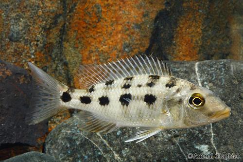 picture of Fossochromis Rostratus Cichlid Reg                                                                   Fossorochromis rostratus