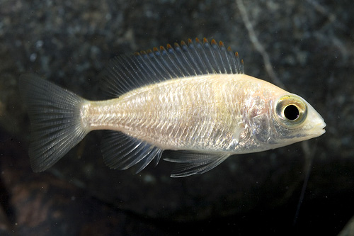 picture of Taiwan Reef Protomelas Steveni Cichlid Sml                                                           Protomelas steveni  var. Taiwan Reef