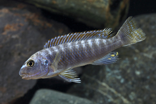 picture of Redtop Labeotropheus Trewavasae Cichlid Reg                                                          Labeotropheus trewavasae 'Redtop'