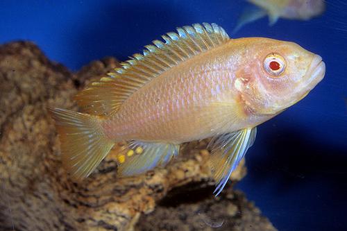 picture of Albino Redfin Zebra Cichlid Lrg                                                                      Maylandia greshakei 'Albino'