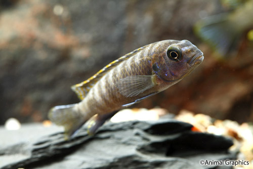 picture of Broadzulu Tropheops Elongatus Cichlid Reg                                                            Tropheops elongatus