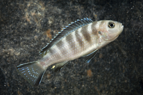 picture of Chewere Pseudotropheus Elongatus Cichlid Reg                                                         Pseudotropheus sp. elongatus 'Chewere'