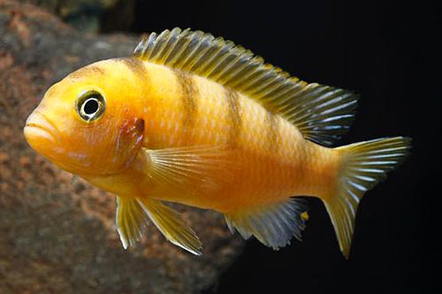 picture of Maylandia Ornatus Cichlid Reg                                                                        Pseudotropheus sp. elongatus 'Ornatus’