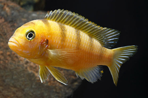 picture of Maylandia Ornatus Cichlid Med                                                                        Pseudotropheus sp. elongatus 'Ornatus’