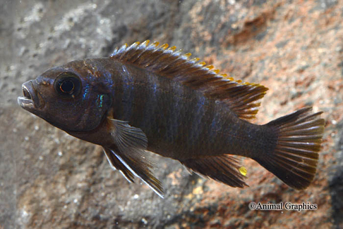 picture of Galilea Redtop Zebra Cichlid Reg                                                                     Maylandia zebra