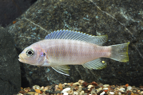 picture of Halomaylandia Greberi Cichlid Reg                                                                    Metriaclima hajomaylandi