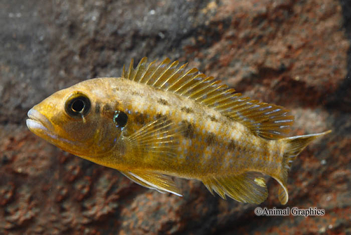 picture of Pseudotropheus Williamsi Cichlid Reg                                                                 Pseudotropheus williamsi