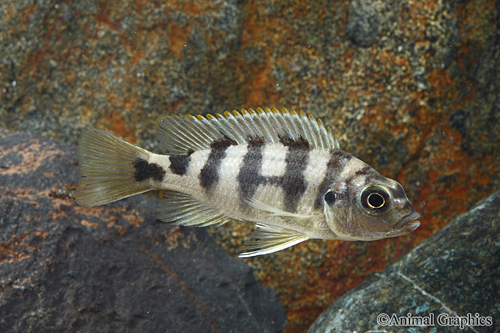 picture of Thickbar Petrotilapia sp. Chitimba Bay Reg                                                           Petrotilapia sp. var. Chitimba Bay