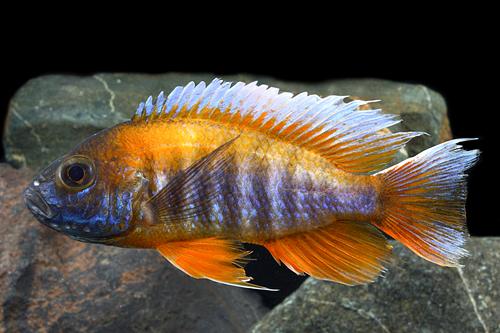 picture of Jacobfreibergi Peacock Cichlid Male Lrg                                                              Aulonocara jacobfreibergi