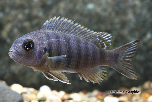 picture of Metriaclima Pulpican Cichlid Reg                                                                     Metriaclima pulpican