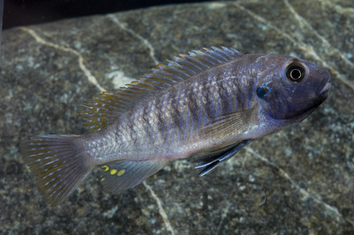 picture of Redtop Cobalt Zebra Cichlid Med                                                                      Maylandia zebra 'Cobalt Redtop'