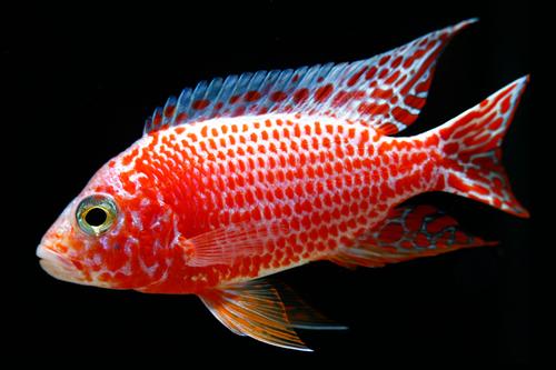 picture of Strawberry Peacock Cichlid Reg                                                                       Aulonocara sp. 'Strawberry'