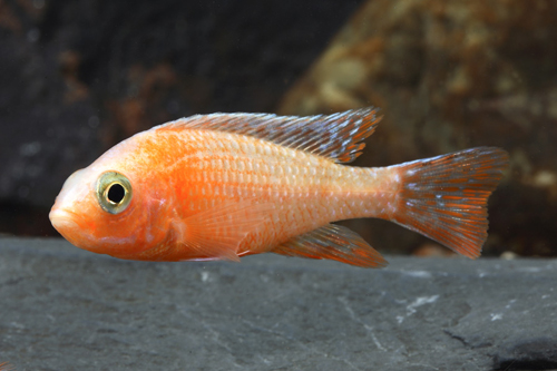 picture of Sunburst Peacock Cichlid Reg                                                                         Aulonocora sp. 'Sunburst'