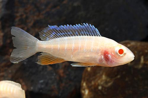 picture of Albino Eureka Peacock Cichlid M/S                                                                    Aulonocara jacobfreibergi 'Eureka'