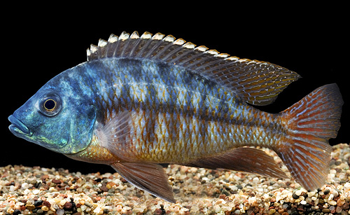 picture of Protomelas Fenestratus Cichlid Reg                                                                   Protomelas fenestrastus