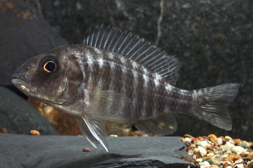 picture of Ngara Peacock Cichlid Reg                                                                            Aulonocara stuartgranti 'Ngara'